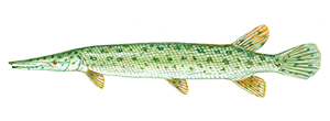 Florida Gar