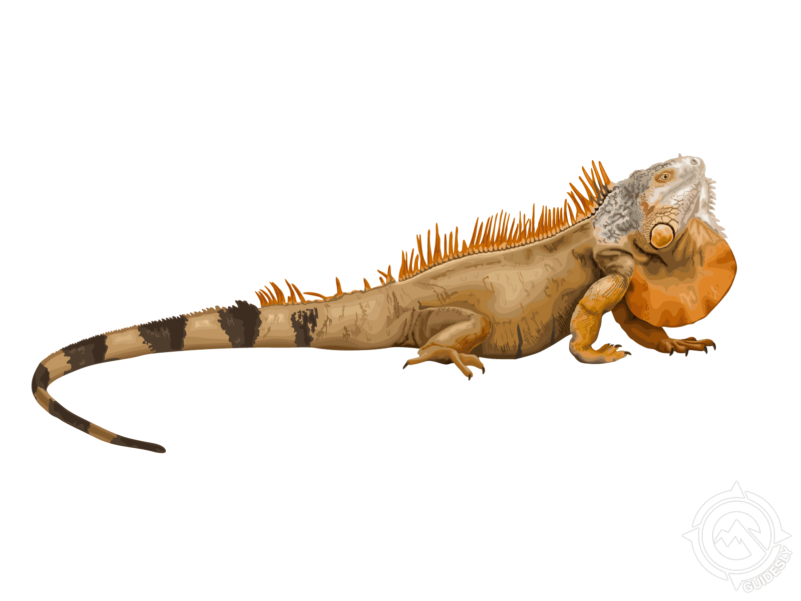 Iguana